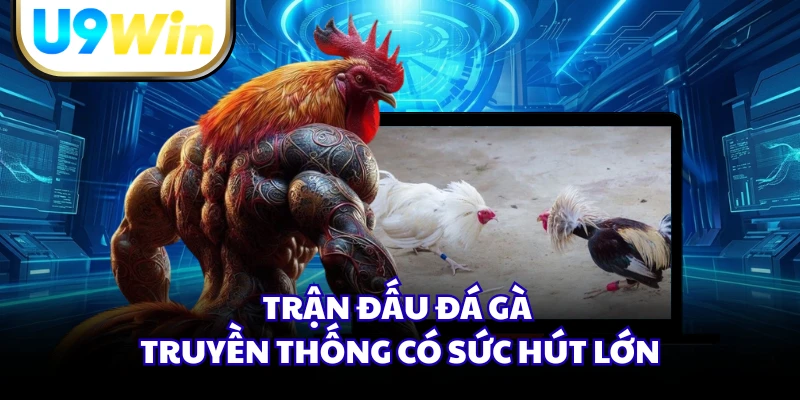 Trận đấu đá gà truyền thống có sức hút lớn